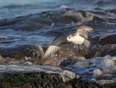 Sanderling. 