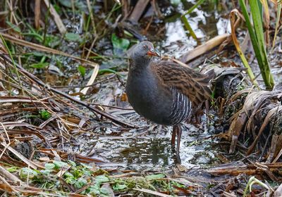 Water rail.