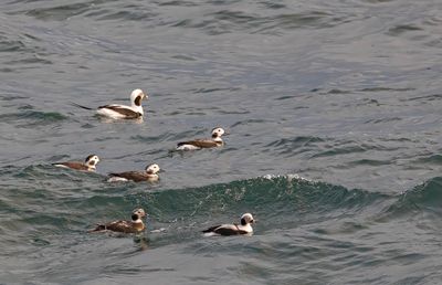 Long-tailed ducks.