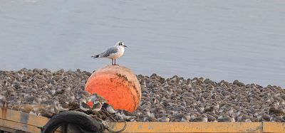 Black-headed gull.