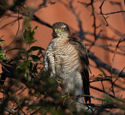 Sparrowhawk.