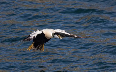 Eider. 