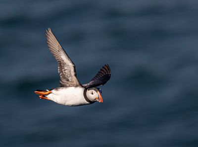 Puffin. 
