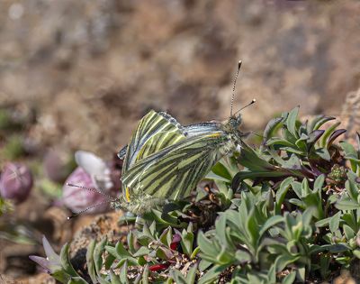 Green-veined white butterfly.