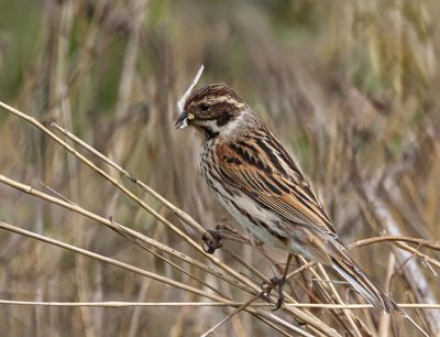 Reed bunting.