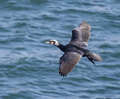 Cormorant. 
