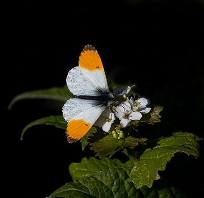 Orange tip.