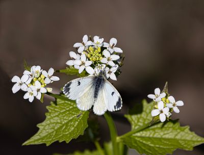Orange tip.