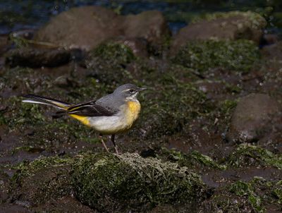 Grey wagtail. 