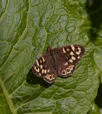 Speckled wood.