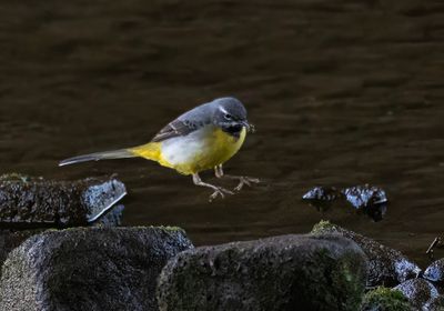 Grey wagtail. 