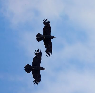 Raven.