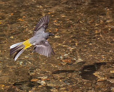 Grey wagtail. 
