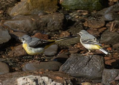 Grey wagtail. 