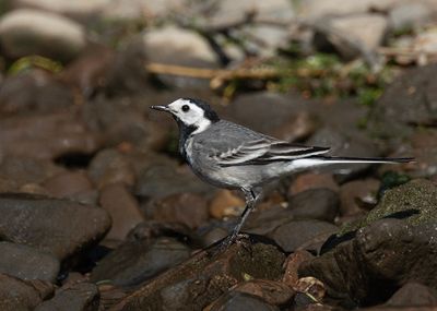 Pied wagtail.