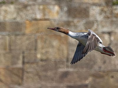 Goosander.
