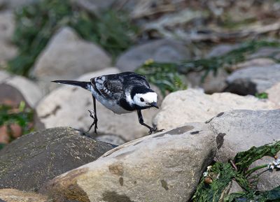 Pied wagtail.