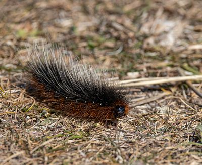 Garden tiger caterpillar. 