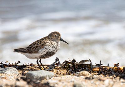 Dunlin. 