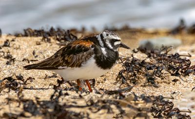 Turnstone.