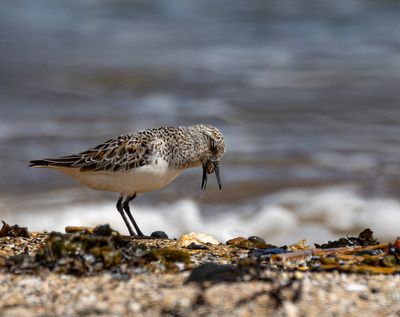 Sanderling. 
