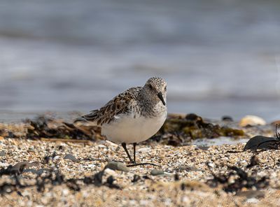 Sanderling. 