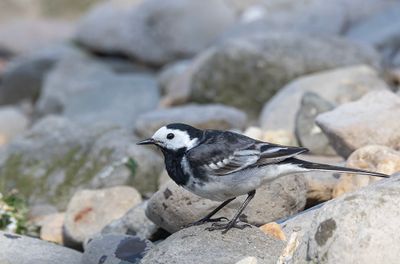 Pied wagtail.
