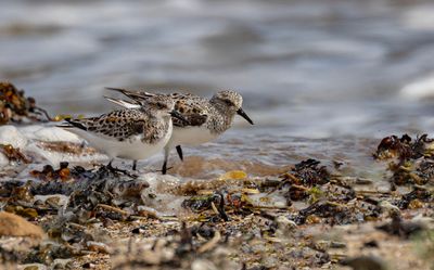 Sanderling.