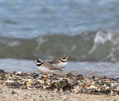 Ringed plover.