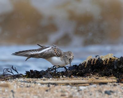 sanderling 