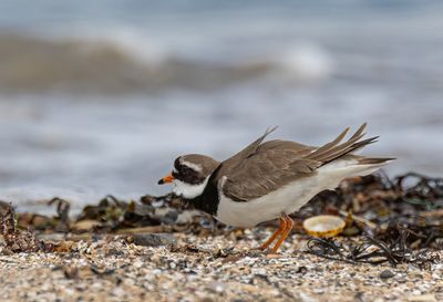 Ringed plover.