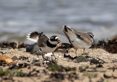 Ringed plover.