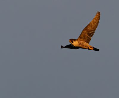 Peregrine. 
