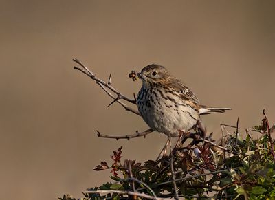 Meadow pipit. 