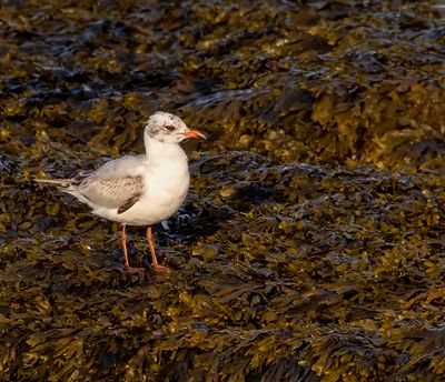 Mediterranean gull