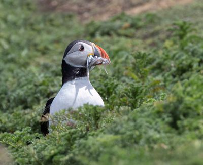 Puffin. 