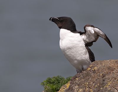 Razorbill.