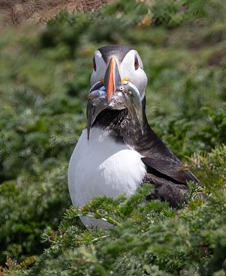 Puffin. 