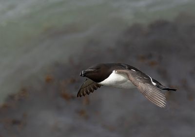 Razorbill.