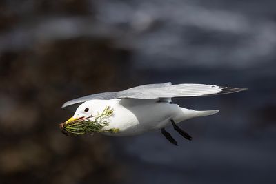 Kittiwake.