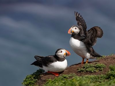 Puffins. 
