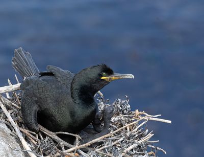 Shag. 