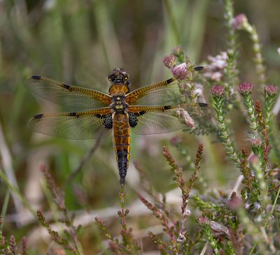Four spotted chaser.