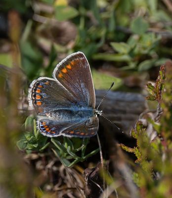 Common blue. 