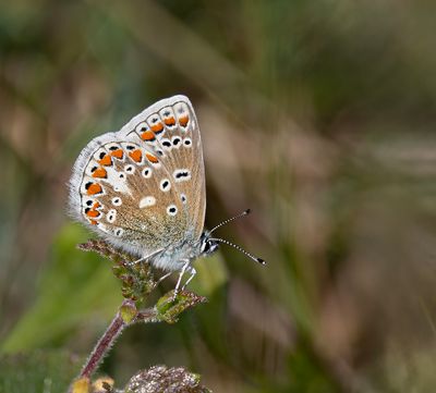 Common blue. 