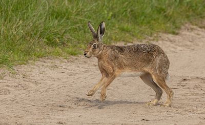 Brown hare.