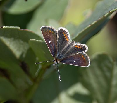 Northern brown argus.