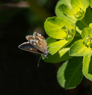 Northern brown argus.