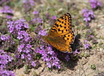 Dark Green Fritillary.
