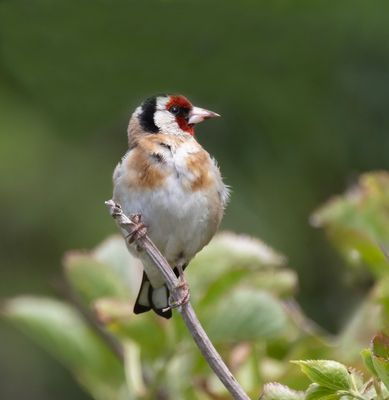 Goldfinch.